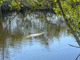 Everglades 039