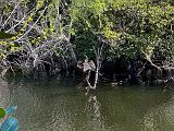Everglades 041