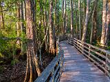 Corkscrew Swamp 001