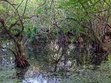 Corkscrew Swamp 002