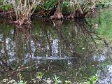 Corkscrew Swamp 003