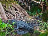 Corkscrew Swamp 004