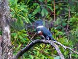 Corkscrew Swamp 007