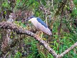Corkscrew Swamp 008