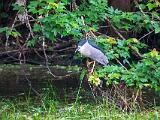 03-A Corkscrew Swamp