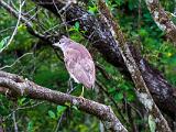Corkscrew Swamp 011