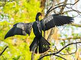 Corkscrew Swamp 013