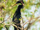 Corkscrew Swamp 014
