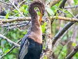 Corkscrew Swamp 015