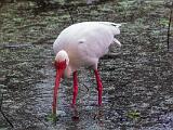 Corkscrew Swamp 016