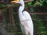 Corkscrew Swamp 017