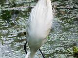 Corkscrew Swamp 018
