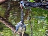 Corkscrew Swamp 019