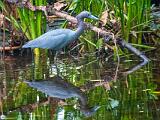 Corkscrew Swamp 020