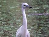 Corkscrew Swamp 021
