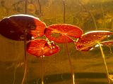 Weller Pond 018