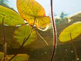 Weller Pond 019