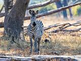 Zambia 013