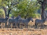 Zambia 014