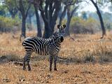 Zambia 015