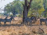 Zambia 016