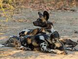 Zambia 023