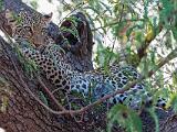 Zambia 028
