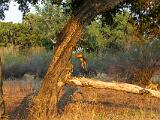 Zambia 038