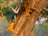 Zambia 039