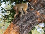 Zambia 040