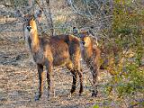 Zambia 042