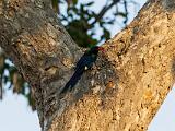Zambia 043