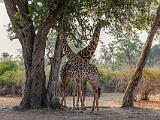 Zambia 044