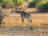 Zambia 045