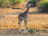 Zambia 047