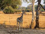 Zambia 049