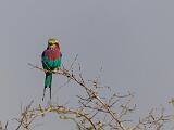 Zambia 050