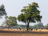 Zambia 052