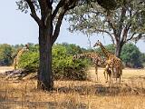 Zambia 056