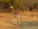 Zambia 062