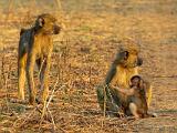 Zambia 063
