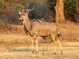 Zambia 066