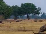 Zambia 068