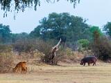 Zambia 069