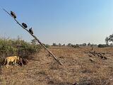Zambia 084