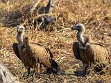 Zambia 085