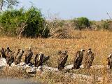 Zambia 086
