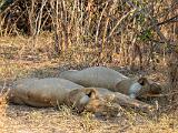 Zambia 087