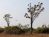 Zambia 091