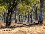 Zambia 093